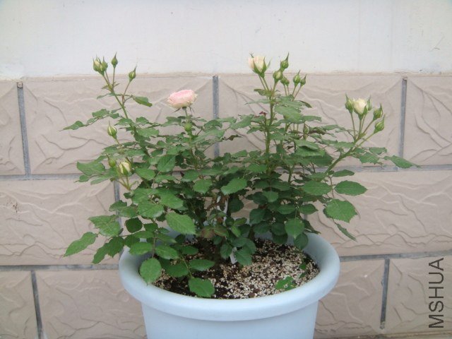 DSC04108.JPG
