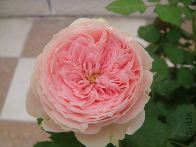 DSC04109.JPG