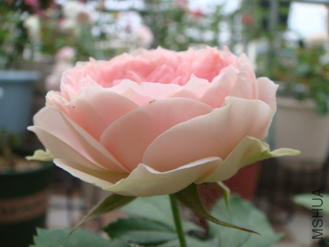 DSC04111.JPG