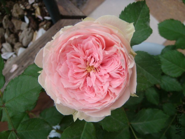 DSC04117.JPG