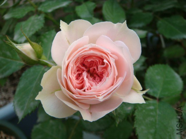 DSC04259.JPG