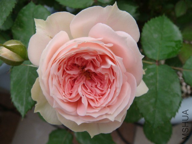 DSC04325.JPG