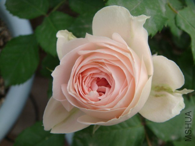 DSC04367.JPG