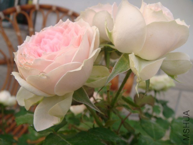 DSC04564.JPG