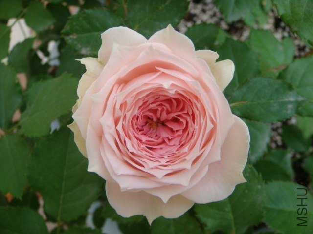 DSC04568.JPG