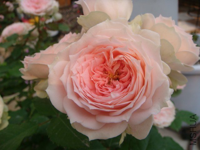 DSC04569.JPG