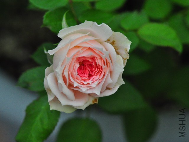 SSC_0190.JPG