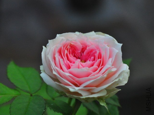 SSC_0193.JPG