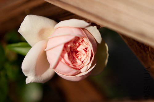 nEO_IMG_IMG_4401.jpg