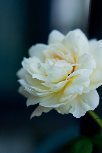 nEO_IMG_IMG_4409.jpg