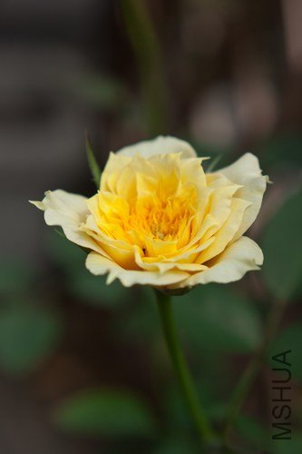nEO_IMG_IMG_4437.jpg