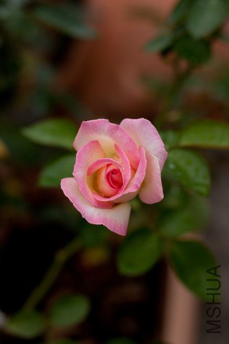 nEO_IMG_IMG_4474.jpg