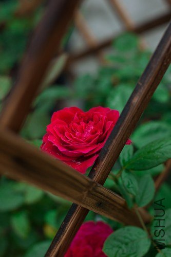 nEO_IMG_IMG_4477.jpg