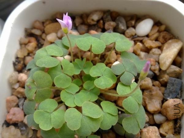 ������С 201209213705.jpg