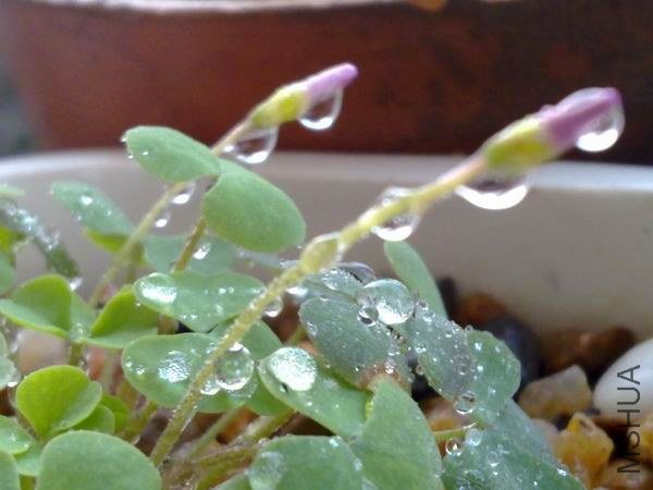 ������С 201209213684.jpg