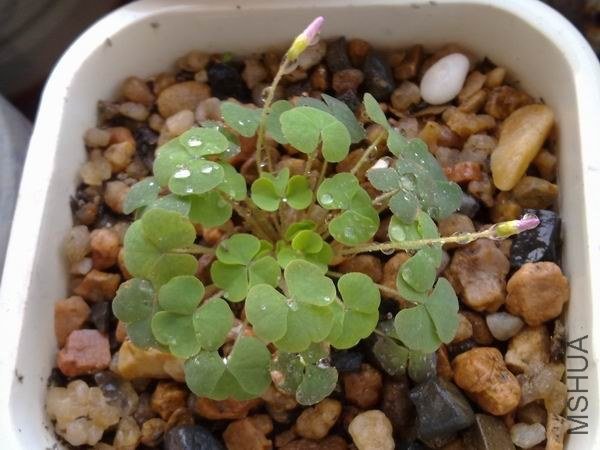 ������С 201209213685.jpg