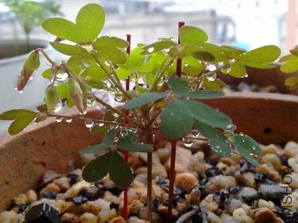 ������С 201209203664.jpg