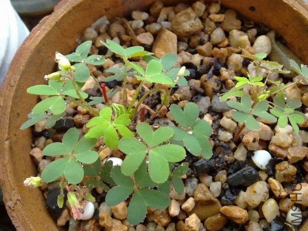 ������С 201209213687.jpg