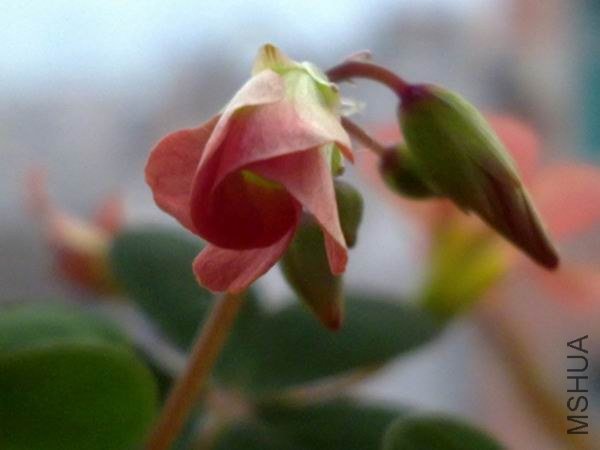 ������С 201209213709.jpg