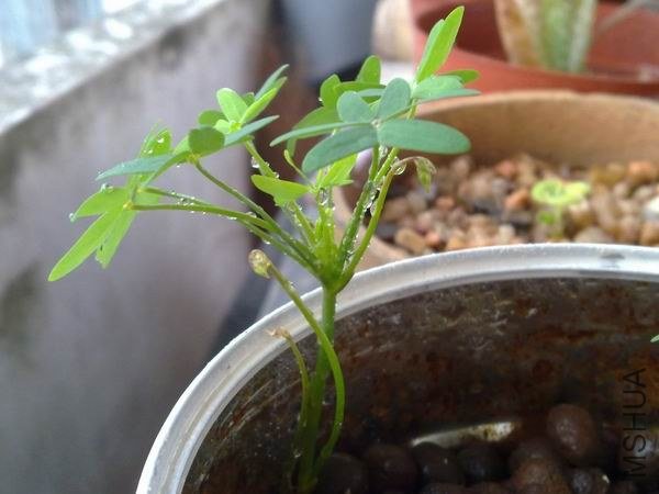 ������С 201209203671.jpg