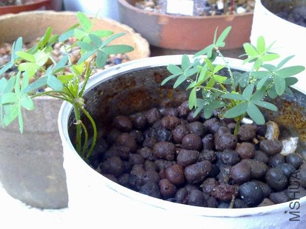 ������С 201209203673.jpg