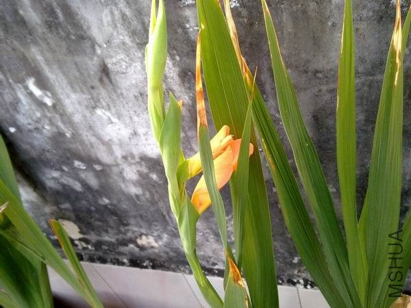 ������С 201209213703.jpg