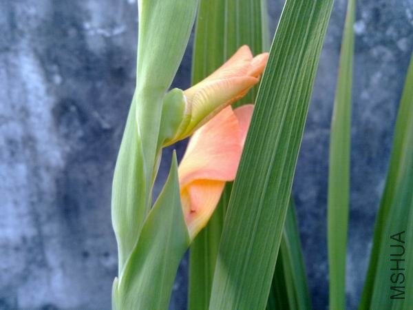 ������С 201209213704.jpg