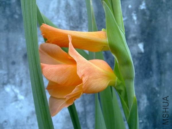 ������С 201209213728.jpg