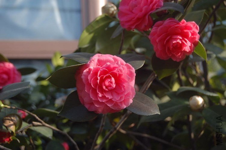DSC_00030003.JPG