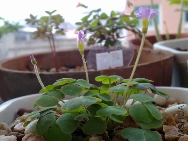 ����С�������Ŷ�