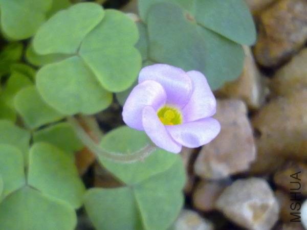 ���ϻ��꣬�̺�