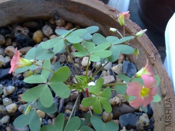 ������С 201209223746.jpg