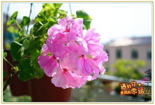 ��Ƭ 099_����.jpg