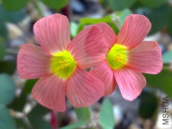 ������С 201209223761.jpg