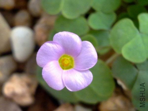 ������С 201209223758.jpg