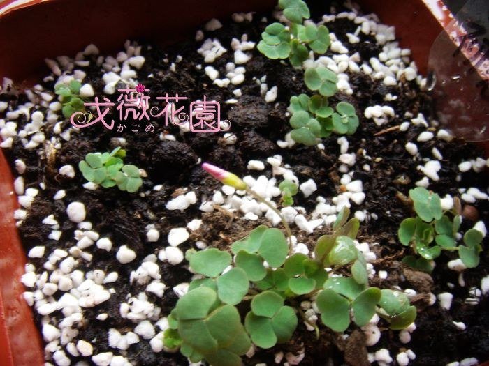 �������ã���Ƭ�е��