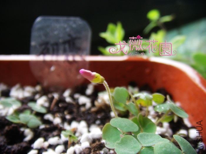 ΢�������Ĳ���~