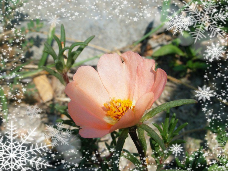 DSCF7290_����.jpg