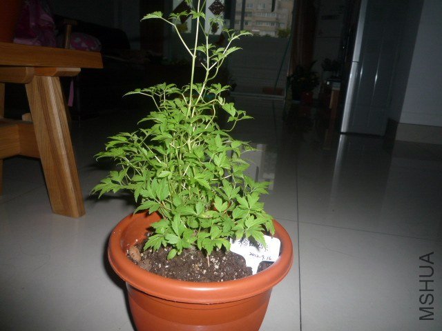 P1060873.JPG