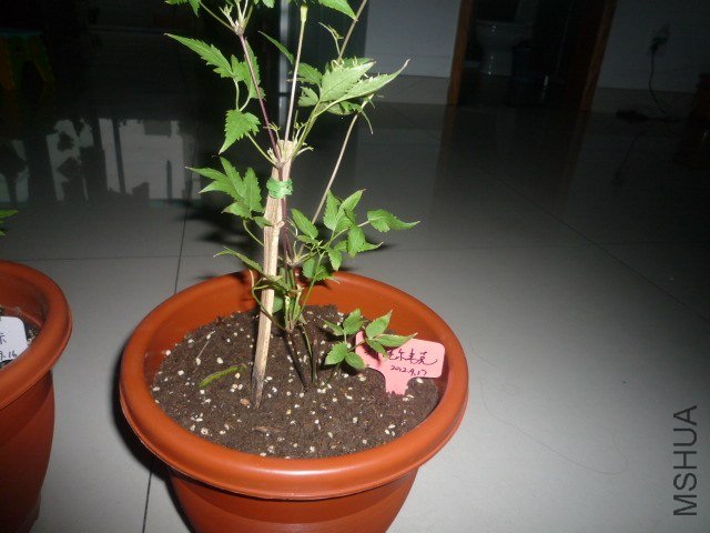 P1060874.JPG