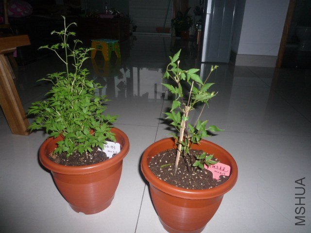 P1060875.JPG