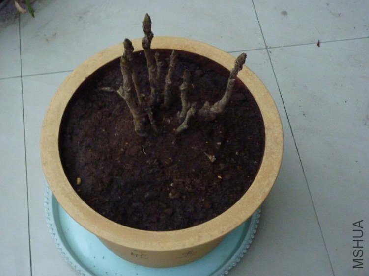 ĵ��1.JPG