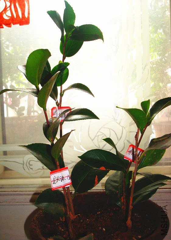 1�����ī�������飬����