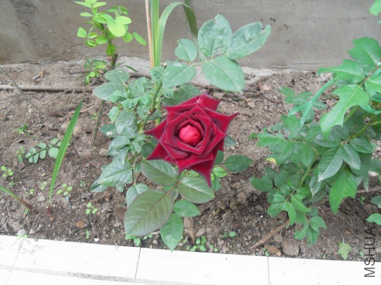 SDC15266.JPG
