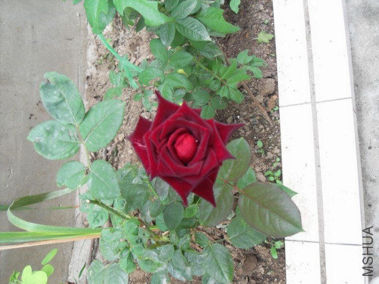 SDC15267.JPG
