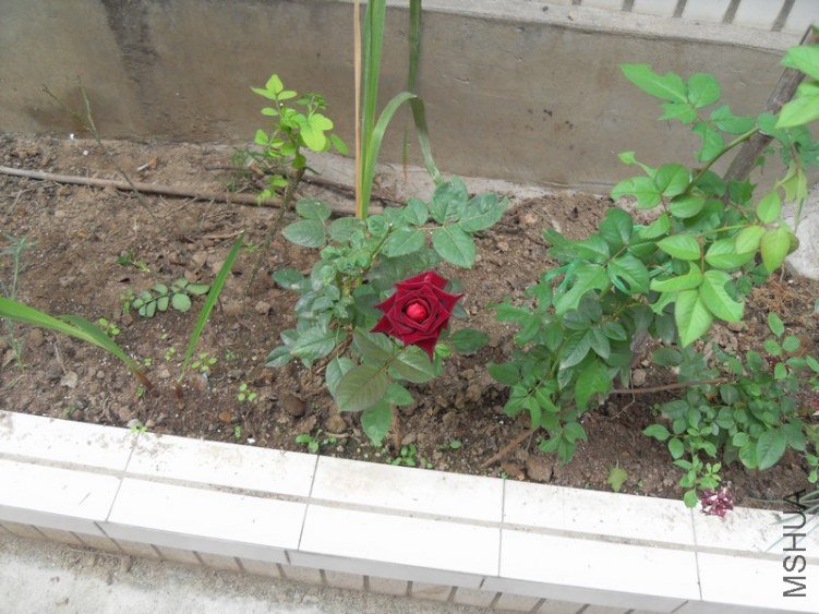 SDC15268.JPG