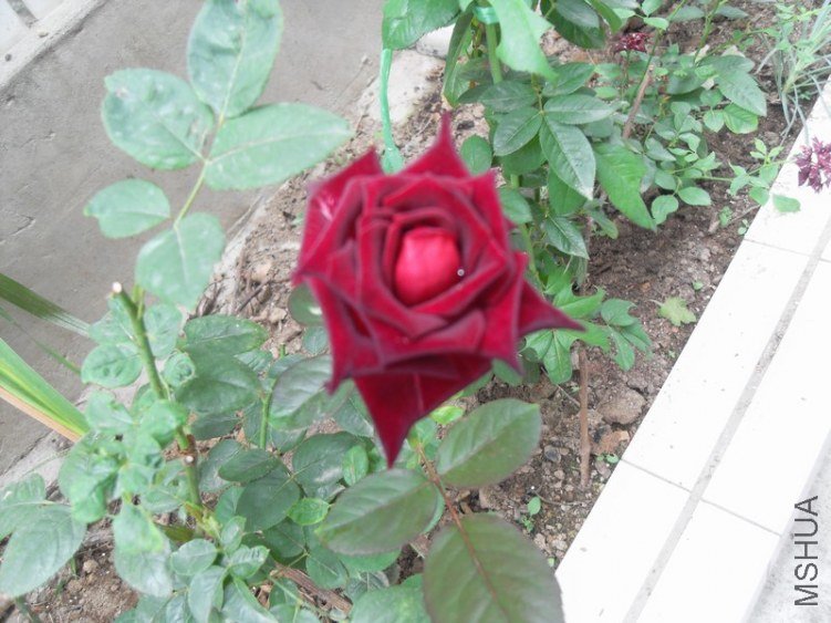SDC15271.JPG