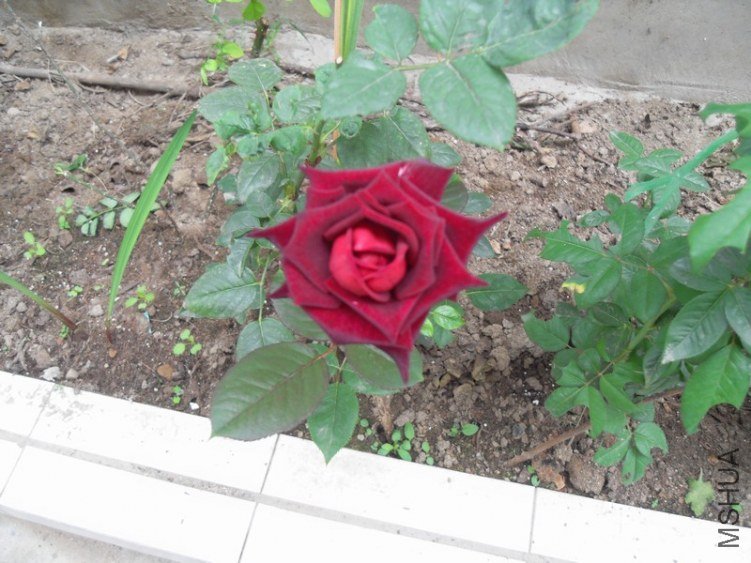SDC15281.JPG