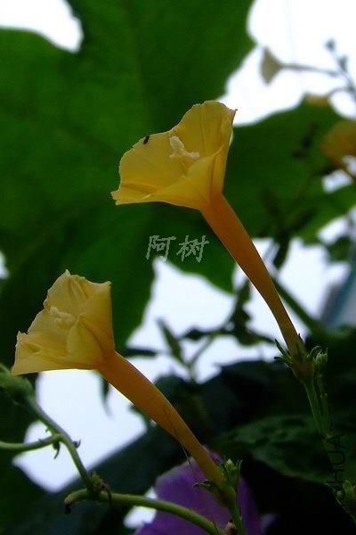 С��ţ 2012-0922(032).jpg