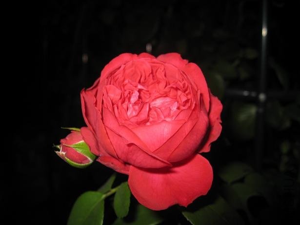 IMG_1841.jpg